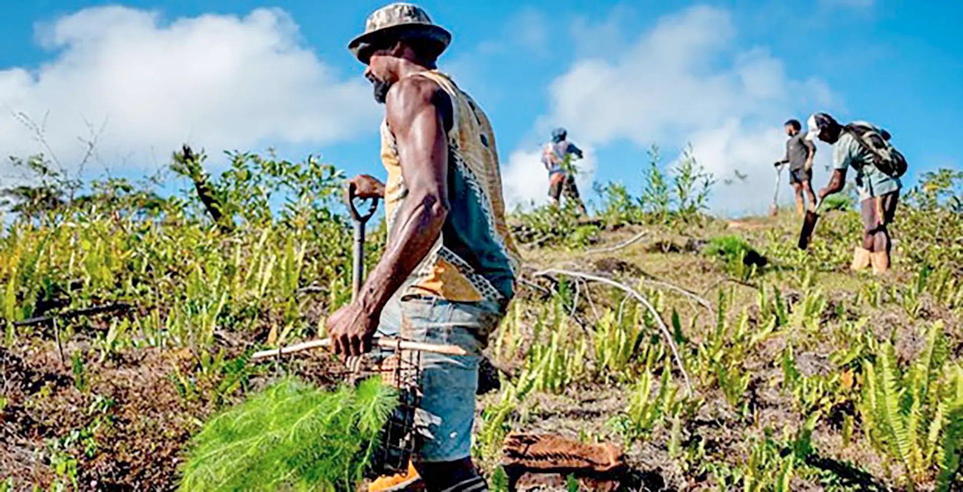 Forestry Minister Alitia Bainivalu says the Fiji Pine Trust is the main platform for landowners to manage dividends from pine sales.