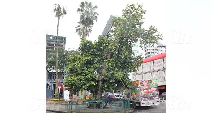 Suva’s landmark, the iconic Ivi tree at the corner of Renwick and Thomson Street on August 19, 2020. Photo: Ronald Kumar