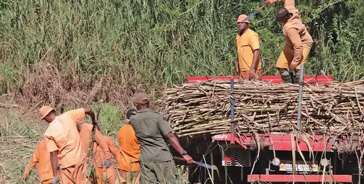 Fiji Corrections Service inmates help harvest sugarcane. Photo: Fiji Corrections Service