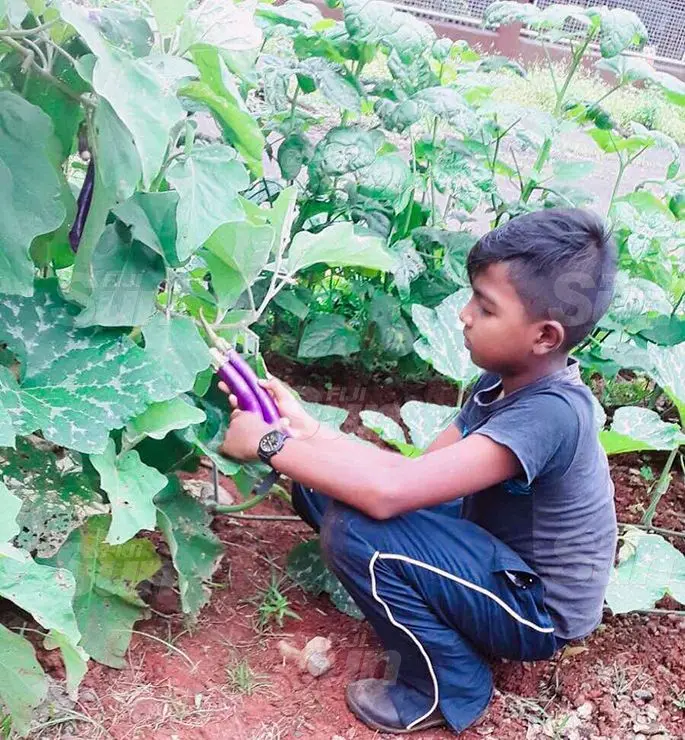 Ayush Charan at his backyard vegetable garden in Ki Street, Wailoku. Photo: Sheenal Charan