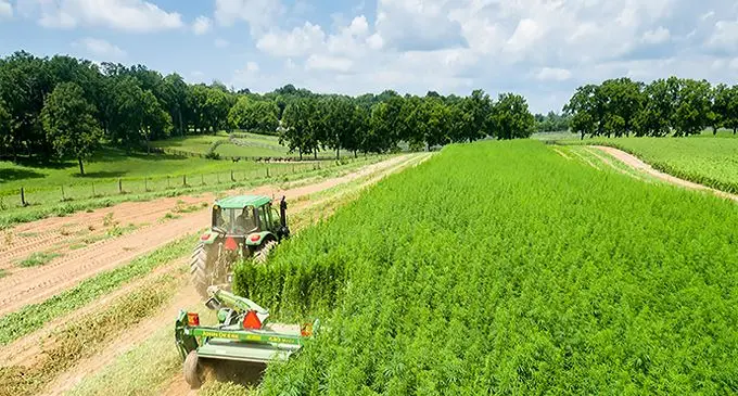 K-State Research and Extension specialists began growing and harvesting small, highly controlled plots of industrial hemp at research facilities around the state in 2019, much like the plot in this file photo from the University of Kentucky. Photo credit: Matt Barton, University of Kentucky Ag Communications
