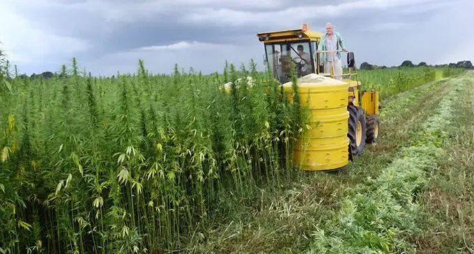 Hemp farm