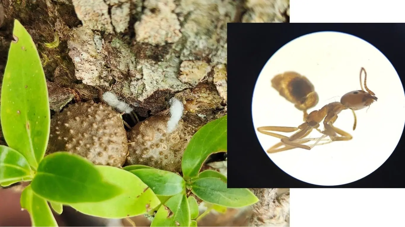 Fiji’s ancient ant-farming system is under threat from invasive ants.