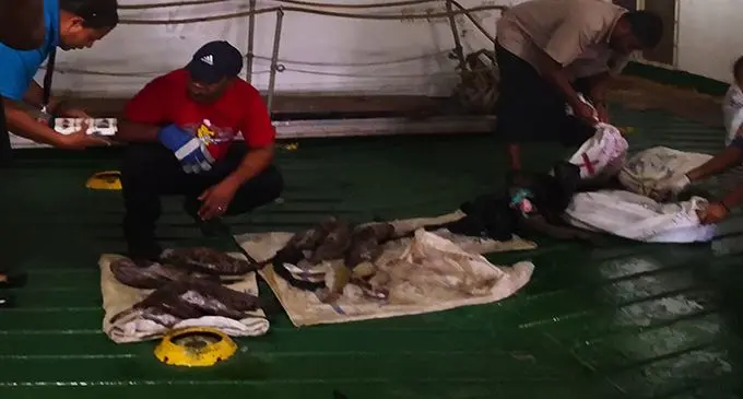 Some of the banned species of fish, kawakawa and donu that were confiscated from a Goundar Shipping vessel.  Photo: Ministry of Fisheries