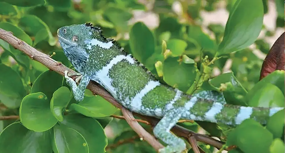 Oqori nai rairai ni ‘saumure’ e dua na mataqali moko ka kilai levu e na yaca na ‘vokai.