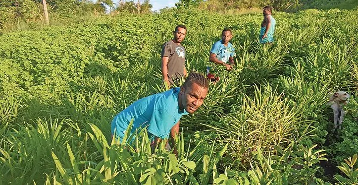 Local ginger farmers at work at Nakoro Village, Navosa in 2019.