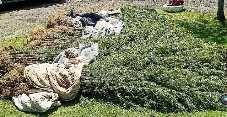 More than 2000 plants believed to be marijuana were seized by Fiji Police Force. Photos: Fiji Police Force