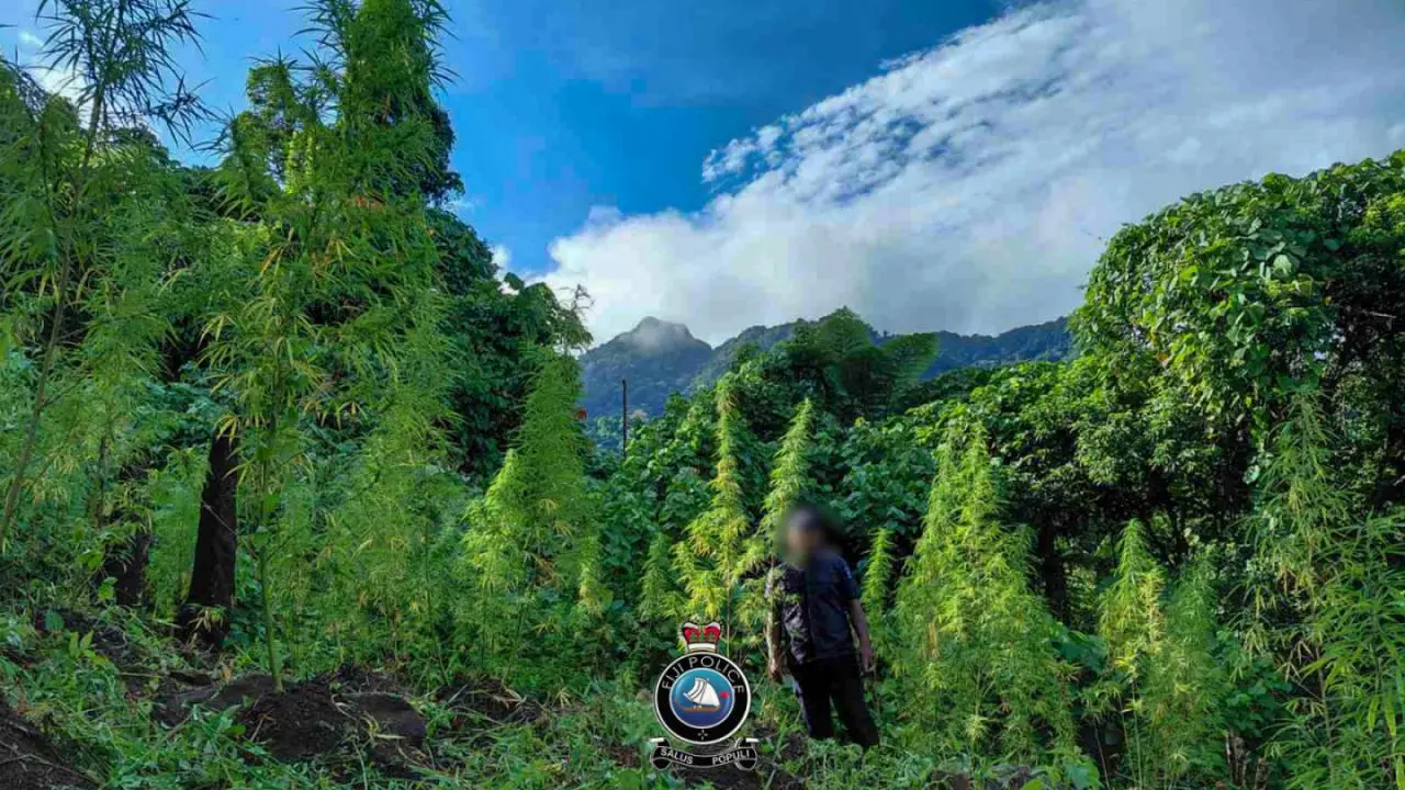 Police said the use of a drone led to the discovery of the farm, where more than 7000 plants, some over four metres tall, were found.