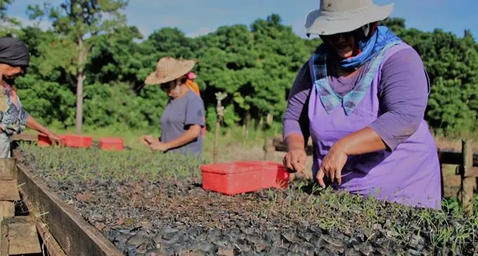 Fiji Pine is working to rehabilitate its pine forests in Vanua Levu, following the damage caused by Tropical Cyclone Yasa.
