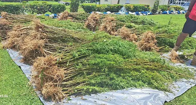 Plants uprooted in Savusavu last week believed to be marijuana. Photos: Police Media Cell