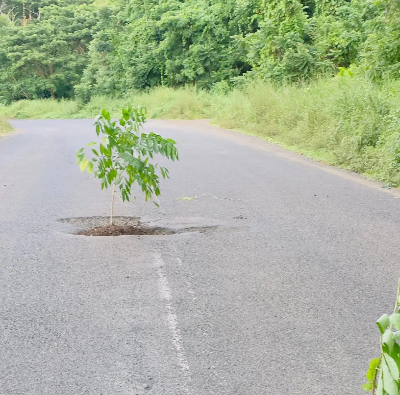 Plants placed inside potholes along Bua Road after a Facebook post highlighted the damaged sections on February 23, 2026.