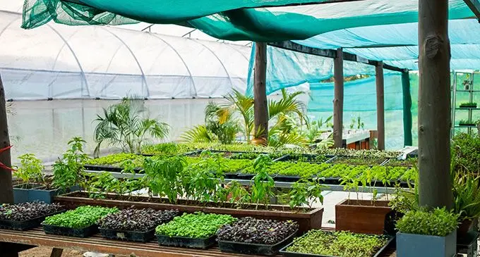 Denarau farm. Photo: Sheraton Fiji