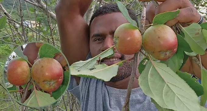 E vakaraitaka tiko oqori ko Maika Tuinakelo na apolo ka vua mai ena koro ko Navai mai na colo kei Nadarivatu. Na kamica ni apolo e tautavata kei na apolo e ra dau vakau mai valagi.