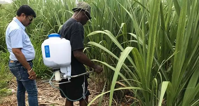 Farmer in Rakiraki testing out the Karyon Organic Technology on his Sugarcane farm. Photo: Karyon Oragnics Fiji