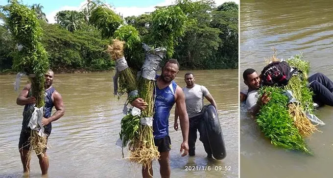 Police officers with some of the marijuana plants they uprooted in Navosa recently. Photo: Police Media Cell