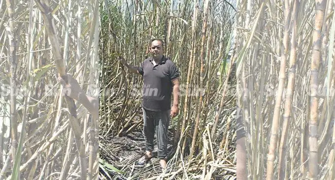 Mohammed Zairan Azaad at his Votualevu sugarcane farm which was partially burned in Nadi. Photo: Mereleki Nai
