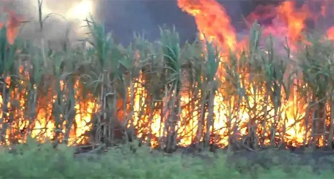 Cane-Fire
