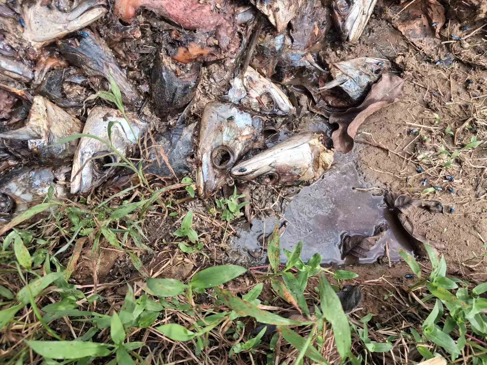 The Ministry of Environment and Climate Change (MECC) has launched enforcement action after a Walu Bay-based processing company was linked to the illegal dumping of fish waste along Namosi Road.