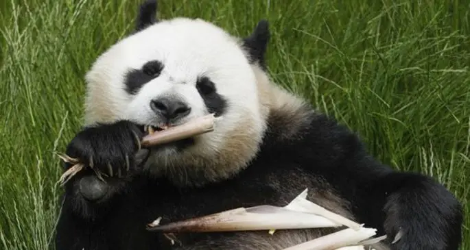 Giant panda "Hai Hai" eats bamboo shoots at the Jiuzhaigou panda park in southwest China's Sichuan Province, June 19, 2020. (Xinhua/Shen Bohan)