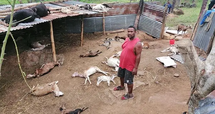 Pastor Poasa Sili lost 31 goats, which he claims were poisoned and stabbed. Photo: Susana Hirst-Tuilau