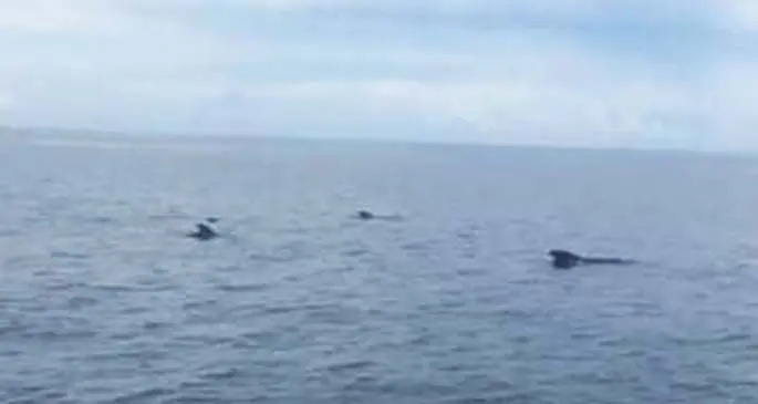 Pod of pilot whales seen at the entrance of Savusavu Bay. Photo: Neil Whippy
