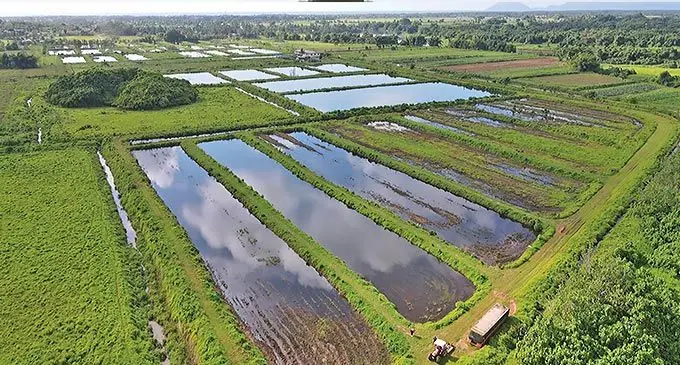 An aerial shot of Pacific Ocean Culture’s ponds in Navua. Photo: Leon Lord.