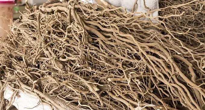 Yaqona roots.