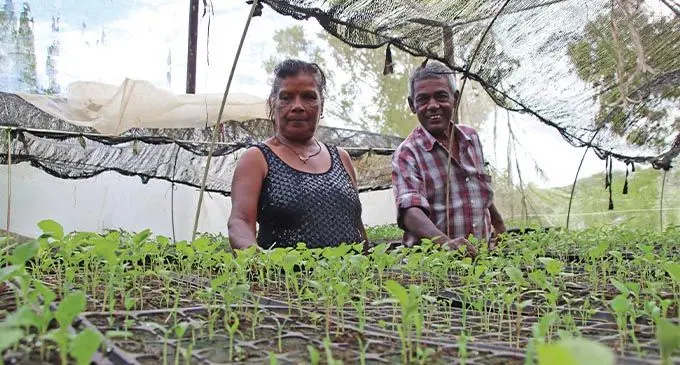 Ravi Shankar and Shanti Devi of Barara in the lower Sigatoka Valley region prefer planting papaya seedlings and selling them directly to farmers. Photo: Rosi Doviverata