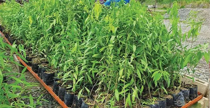 Sandalwood seedlings.