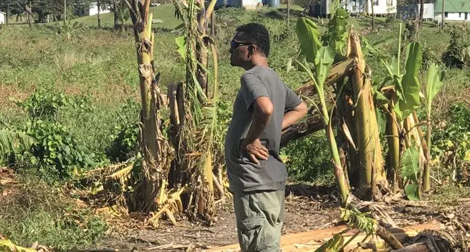  Senior agriculture officer Nimilote Waqabaca assessing the damage to a banana plantation at Doi Village on February 19, 2018.  Photo: Nacanieli Tuilevuka 
