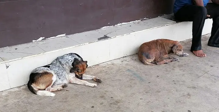 Stray dogs at the Nadi Town streets. Photo: Mereleki Nai