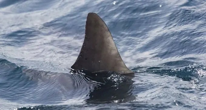 shark