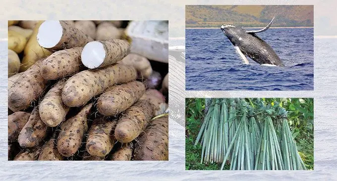 E dau oti na keli uvi ena Vula i Werewere & E dau se vakalevu na duruka ena Vula i Werewere.