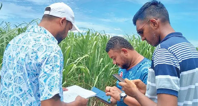 Sugar Research Institute of Fiji staff Renil Kumar (right), with colleagues carrying out assessments in Labasa on December 31, 2024