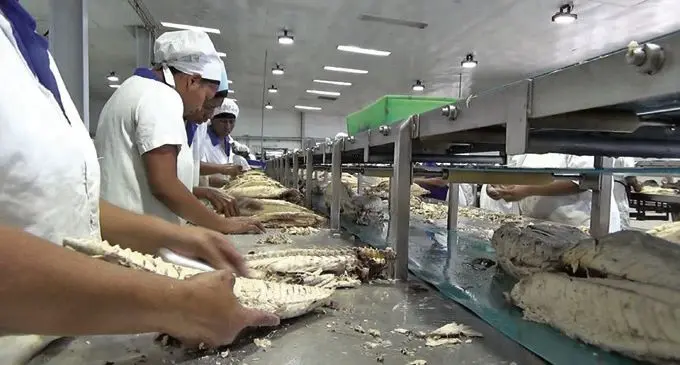 Loin processing and fish canning at the Pacific Fishing Company (PAFCO).  Photo: PAFCO