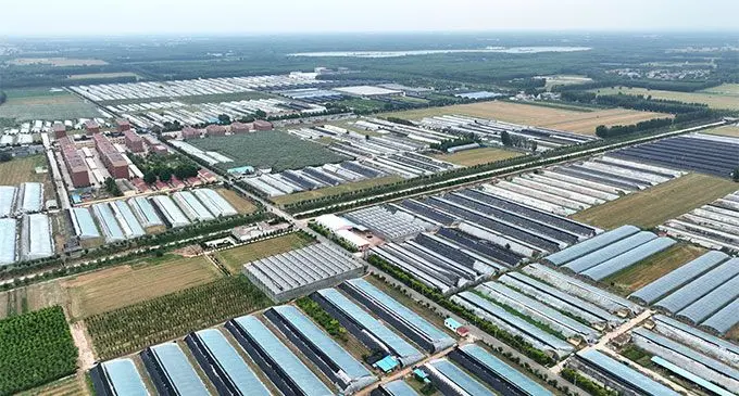 Chiping District vigorously developing and cultivating characteristic and efficient agriculture
