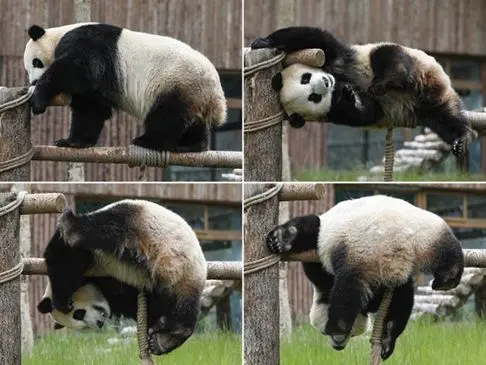 Combo photo taken on June 19, 2020 shows giant panda "Xin Xin" playing at the Jiuzhaigou panda park in southwest China's Sichuan Province. (Xinhua/Shen Bohan)