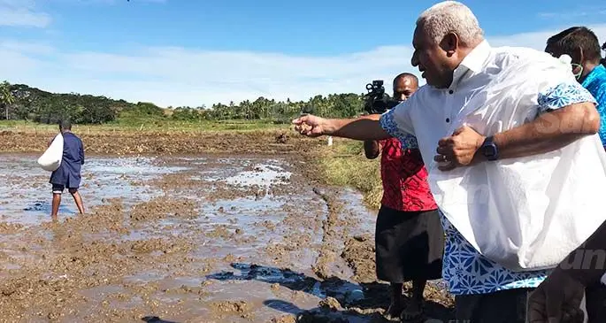 Prime Minister Voreqe Bainimarama scattering rice seedlings in Vunivau in Bua on June 30, 2020. Photo: Laisa Lui