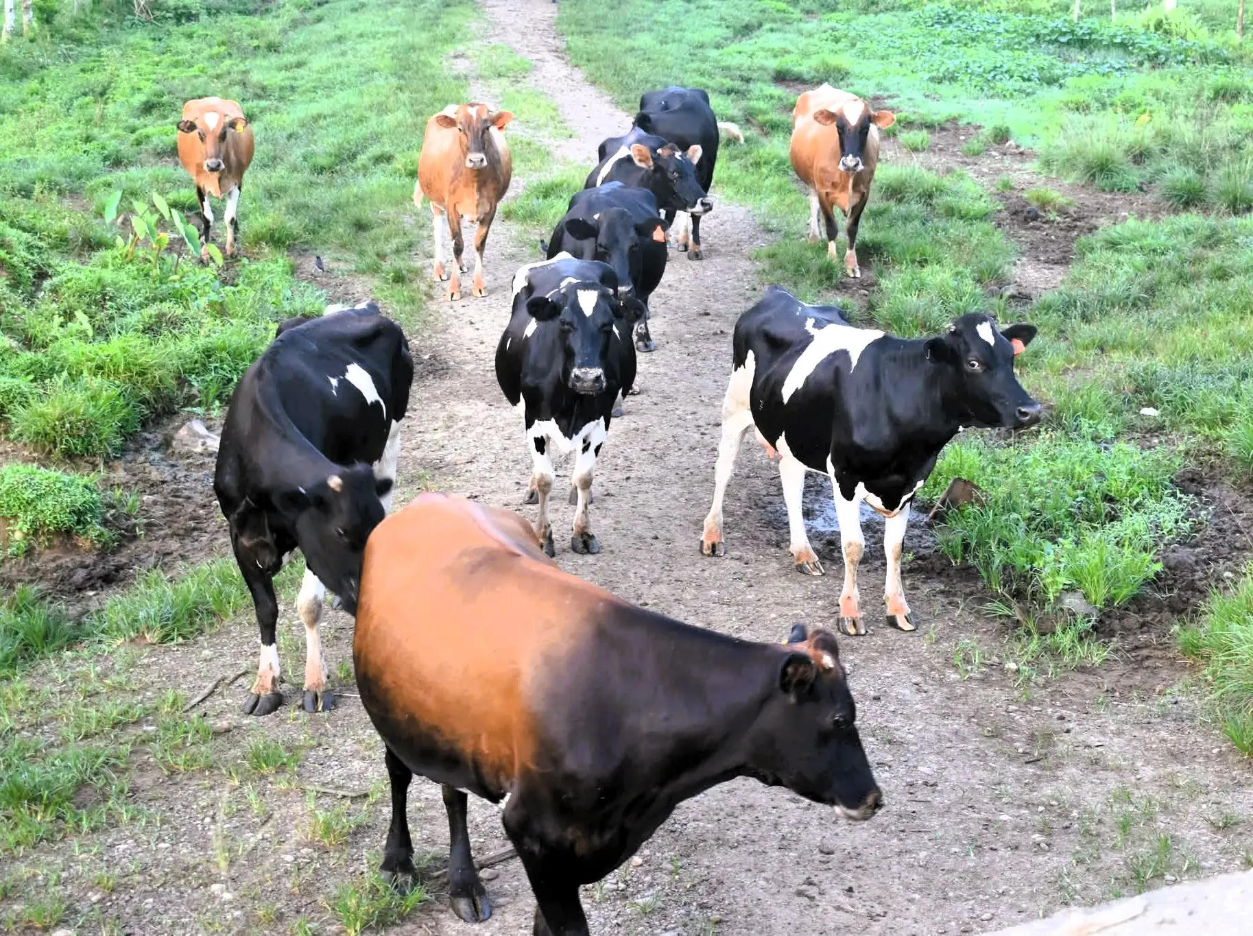 New breeds, cattle, goats, sheep, stock quality, agriculture show, Labasa