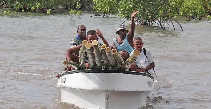 Community members of Vio Island transporting the bamboo by boat for the bamboo barrier.