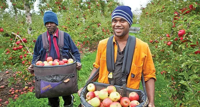 Seasonal workers in New Zealand. INSET: Pakilau Manase Lua. Photos: RNZ Pacific  