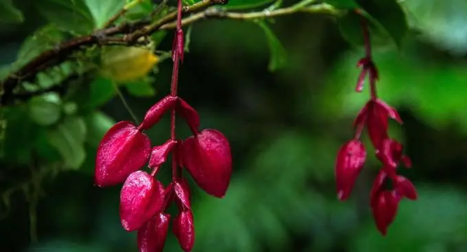 The endangered Tagimoucia flower
