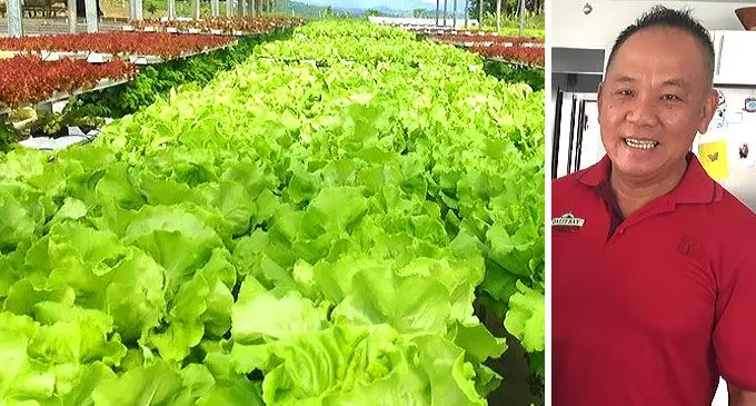 Joe’s Farm was initially popular for the introduction of large scale hydroponic farming in Fiji and Joe’s Farm director, Michael Joe, says he has received more interest from prospective joint venture partners to run his Colo-i-Suva factory farm estate.