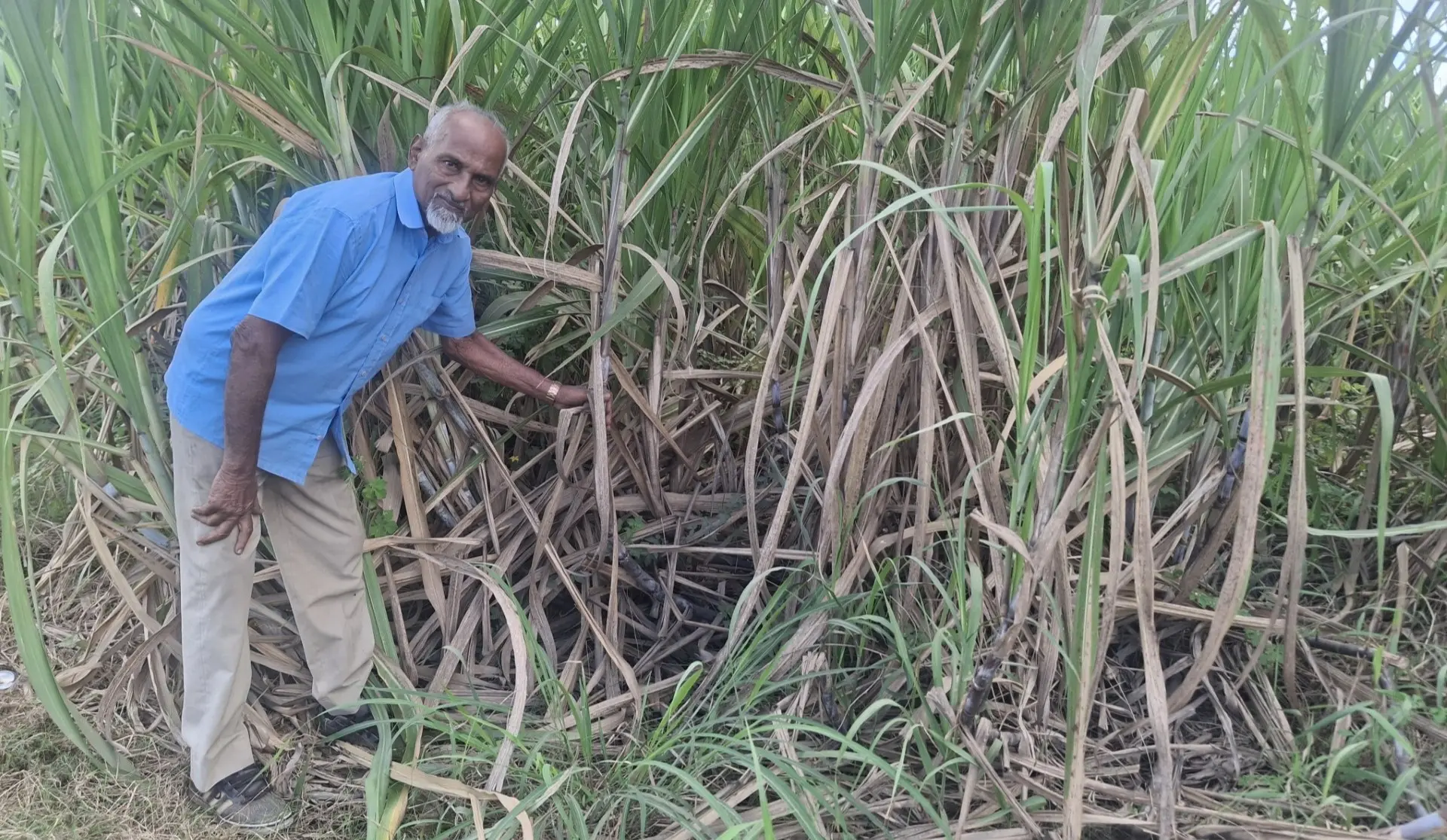 ighty-six-year-old Lautoka sugarcane farmer Narayan Choy at his sugarcane farm in Buabua, Lautoka. Photo: Mereleki Nai