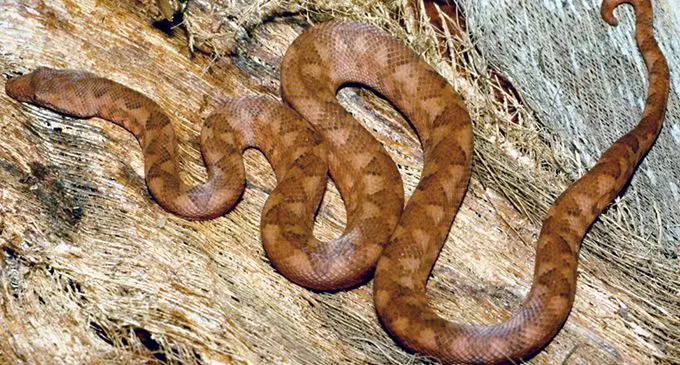 The snake found on a cargo ship has been identified as a Pacific Boa.