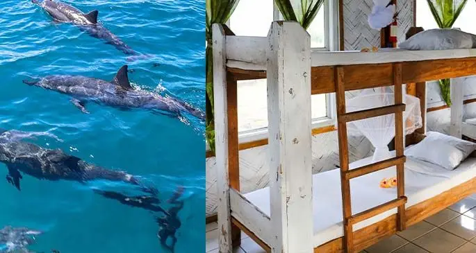 Dolphin watching - an activity offered at Natalei Eco Lodge in Tailevu.