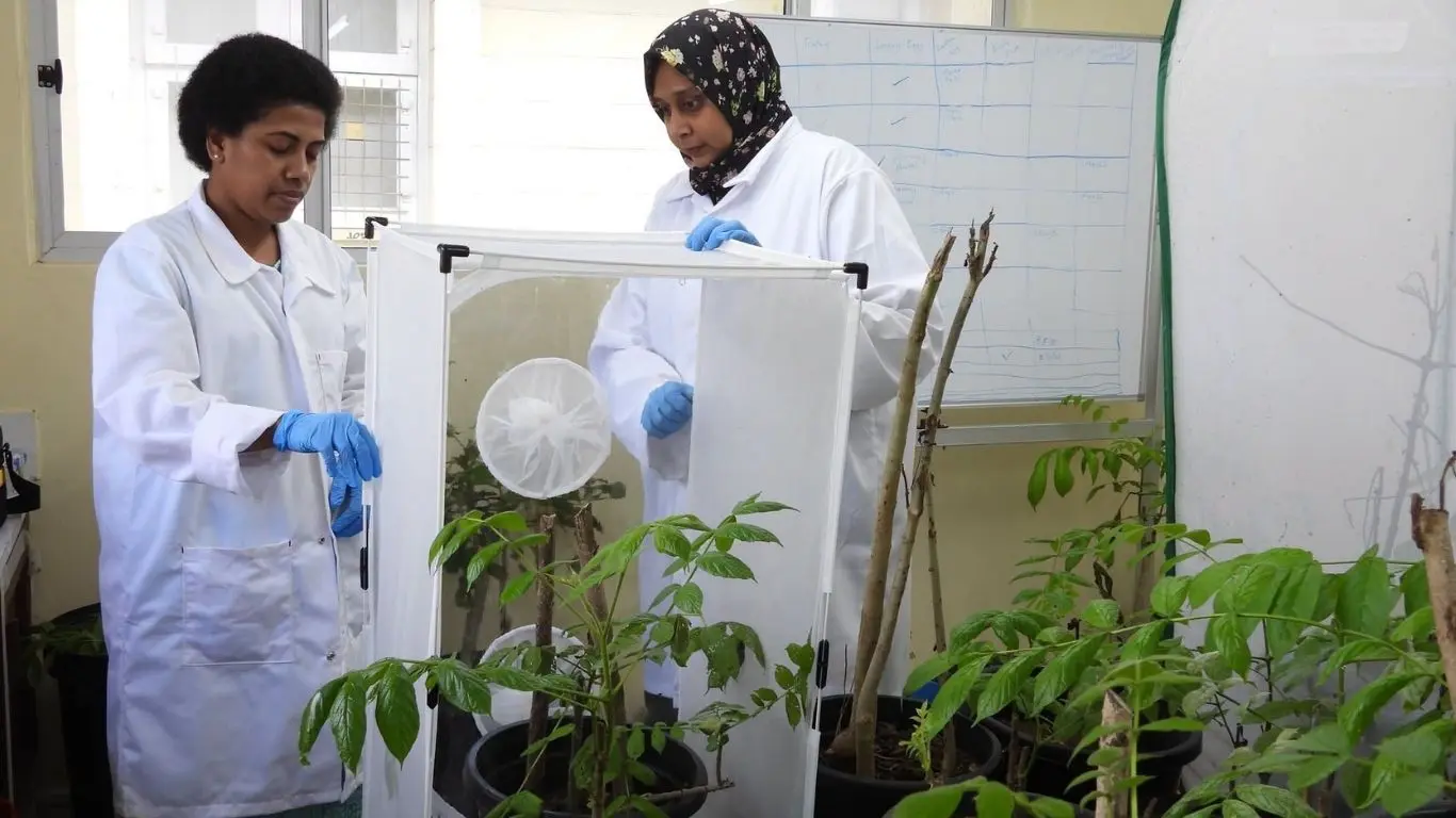 Fiji is testing a mite and a beetle as potential biological controls for the invasive African tulip tree. 