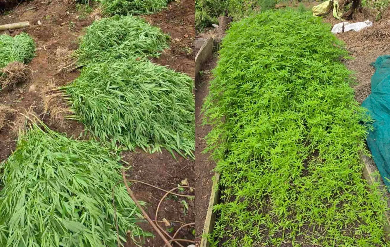 Marijuana plants.