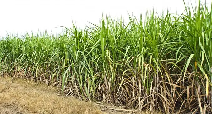 field-of-sugar-cane