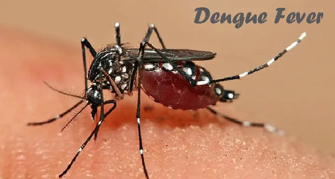Dengue Fever
